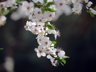 cherry tree blossom