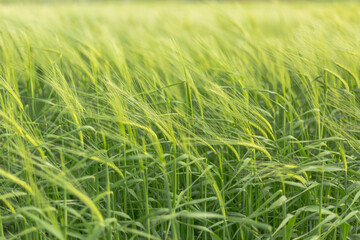 Green field of barley in spring in close-up detail