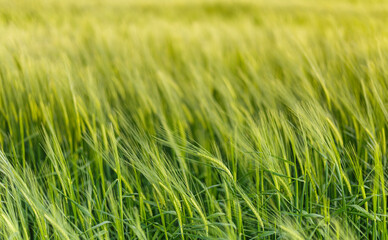 Fototapeta na wymiar Green field of barley in spring in close-up detail