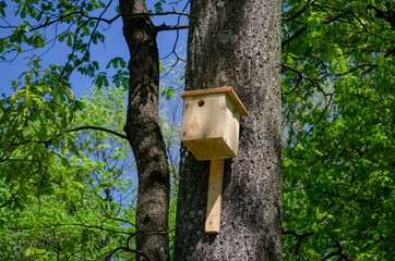 Wooden blueberry tree in summer