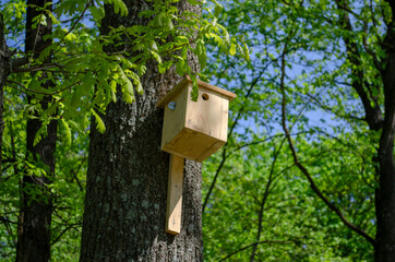 Wooden blueberry tree in summer