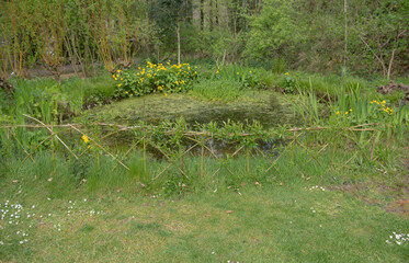 Spring Landscape of a Live Willow Fence in Front of a Pond with Yellow Marsh Marigold Flowers (Caltha palustris) in the Background in a Country Cottage Garden in Rural Devon, England, UK
