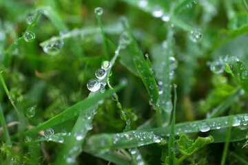 Fresh green spring grass with close up of dew drops