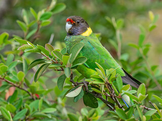 Australian Ringneck or Twenty-Eight Parrot