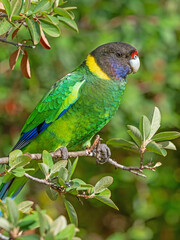 Australian Ringneck or Twenty-Eight Parrot