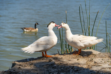 Fototapeta premium Two white Mulard ducks stand by the lake.