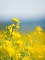 Rapeseed in spring