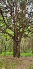 trees in the park