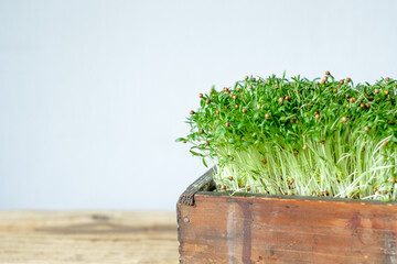 Microgreens of cilantro sprouted in a wooden container. Vegan and healthy eating concept. 