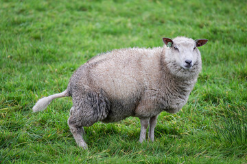 Side view of a sheep in a press position as she urinates and looks into the camera
