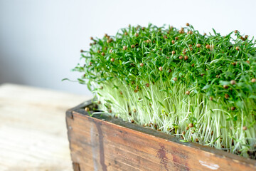 Microgreens of cilantro sprouted in a wooden container. Vegan and healthy eating concept. High quality photo