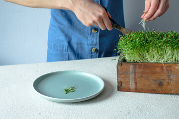 Female hands cut coriander with scissors micro greens growing at home. Raw sprouts, healthy eating concept. 