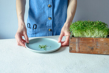 Coriander sprouts on a plate. woman preparing healthy food at home. 