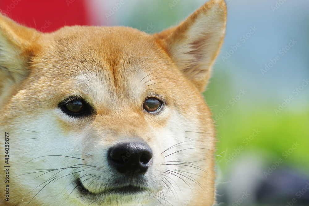 Poster shiba inu dogs portraits' dogecoin