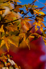 11月広島県民の森、まだらもみじ。