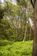 broken tree branch in the forest