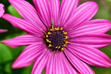 Fototapeta premium Macro de una margarita violeta