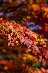 11月広島県民の森、浮き出すもみじ。