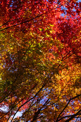 11月広島県民の森、乱れる紅葉。