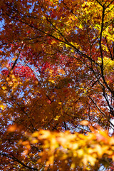 11月広島県民の森、紅葉ぼかし。