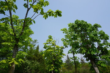 Fototapeta premium tree in the forest