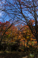 Fototapeta premium 11月広島県民の森、あっという間の紅葉。