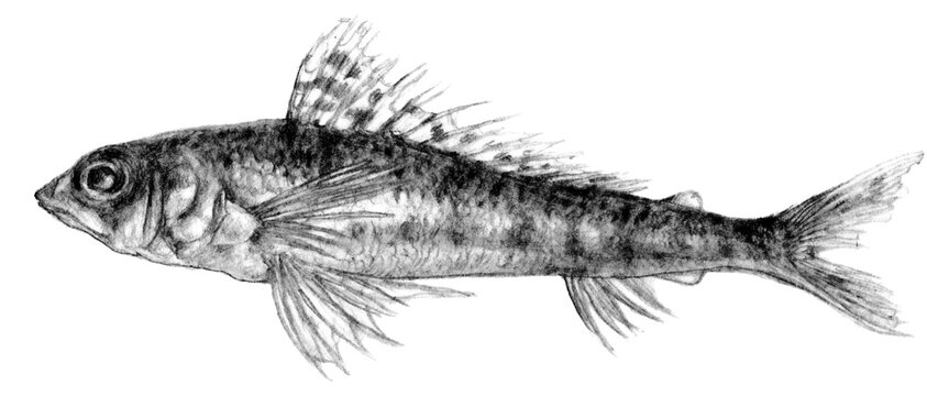 1 176 件の最適な リアル魚イラスト 画像 ストック写真 ベクター Adobe Stock 1 176 件の最適な リアル魚イラスト 画像 ストック写真 ベクター Adobe Stock