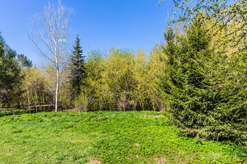 Arboretum of Novosibirsk, Russia, in early spring