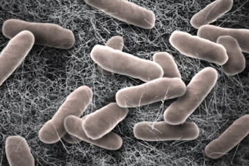 サルモネラ菌（salmonella）を顕微鏡で見たイメージ