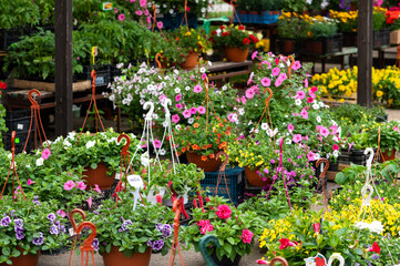 Fototapeta na wymiar Colourful scene at spring flower market place to buy spring flowers for gardens