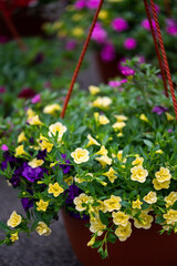 Yellow and purple petunias in pot