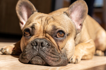 French Bulldog lying down on a floor and taking sunbath. Domestic cute pet, Family dog.