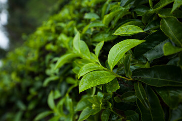 Fresh green tea plantation at Sri lanka