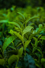 Fresh green tea plantation at Sri lanka
