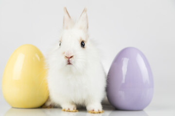 Bunny, rabbit and easter eggs
