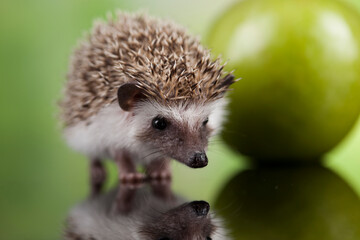 Autumnal animal, Hedgehog with apple