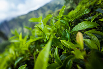 Sri lanka, Asia, Beautiful fresh green tea plantation
