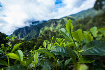 Fresh green tea plantation at Sri lanka