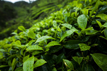 Close up of fresh tea leaves