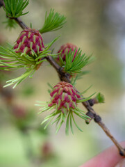 Bright pink larch flowers on thу branch