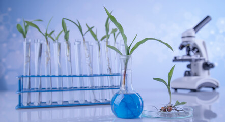 Fototapeta na wymiar Laboratory glassware, genetically modified plant