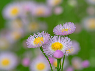 Obraz premium ハルジオン