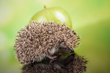 Autumnal animal, Hedgehog with apple