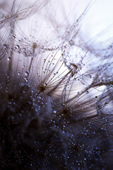 Abstract dandelion flower background. Seed macro closeup. Soft focus