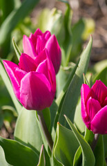  Violet  tulips. In the garden.