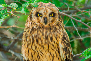Short Eared Owl (close up)