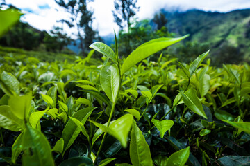 Fresh green tea plantation at Sri lanka