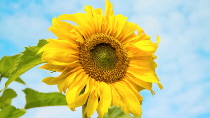 summer sunflower in the field