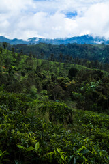 Fresh green tea plantation at Sri lanka