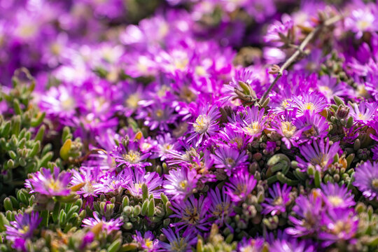 Purple Carpet of Ice Plant (Carpobrotus Edulis) blooming in springtime.